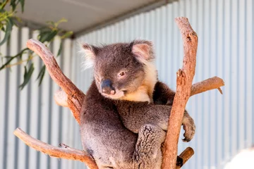 Stickers meubles Koala Australian koala between the branches of an eucalyptus tree