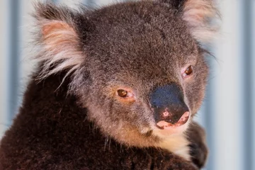 Tableaux ronds sur aluminium brossé Koala Australian koala between the branches of an eucalyptus tree