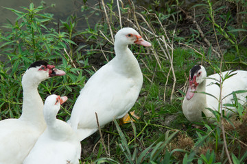 group of white muscovy duck at riverbank of nature canal