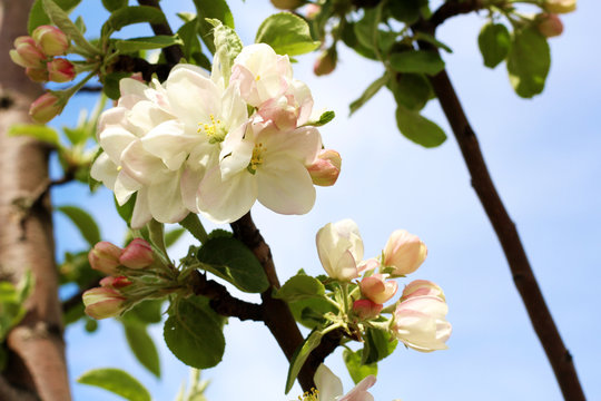 the flowers of the apple tree