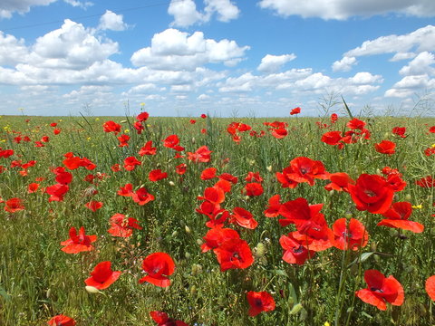 Red poppie field under blue sky
