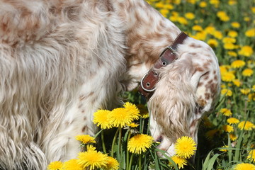 Bright spotty dog english setter smelling spring yellow flowers dandellions on picturesque natural...