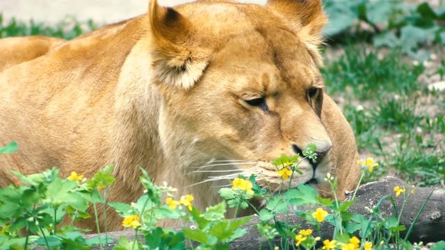 The lioness lies in the bushes and lickens. Close-up