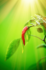 Red  chili pepper on a tree of chili pepper