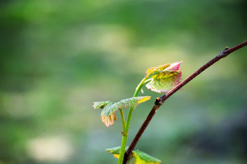 Grape vine in bloom