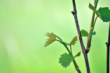 Grape vine in bloom