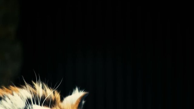 The head of the tiger descends. Close-up
