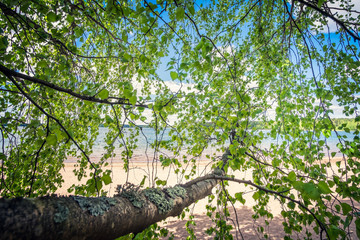 Birch tree with green leaf and beach landscape at bright summer day in Finland