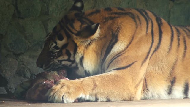 The tiger gnaws a large piece of meat. Zoo. Close-up
