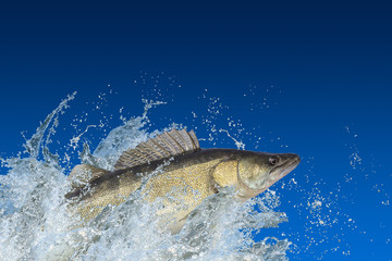 Zander fishing jump. Big walleye fish jumping in water