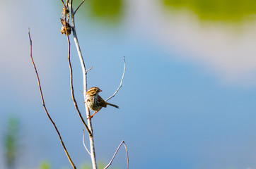 Song sparrow perched on a branch looking to the right at a wetland in Culver, Indiana
