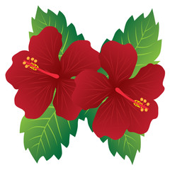 Red Hibiscus Flowers with Leaves Color vector Illustration