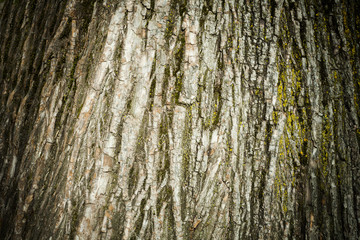 Obraz premium grunge pattern of old tree texture in nature