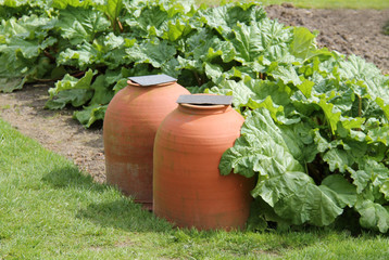 Growing Rhubarb in a Garden and Under Forcing Pots.