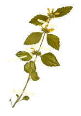 Galeobdolon argenatum - Herbarium sheet