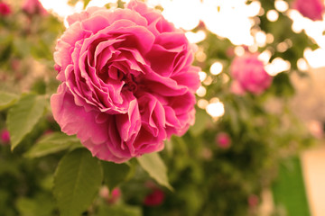 Pink rose in the sunlights. Vintage style