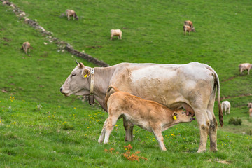 Farming and pasture in Andorra Pyrenees