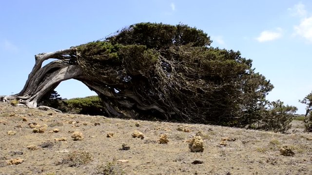&Aacute;rbol de la Sabina en la Isla de El Hierro, Canarias