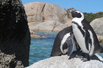 Obraz premium Südafrikanische Pinguine