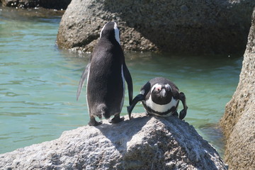 Südafrikanische Pinguine
