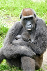 Obraz premium Mutter Gorilla mit Neugeborenem