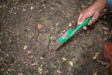 Farmer planting young seedlings of lettuce salad in the vegetable garden.