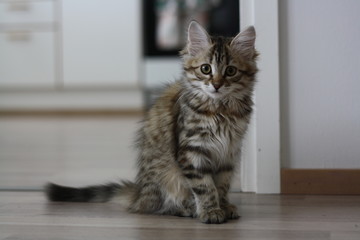 Cute Finnish shorthair kitten plays
