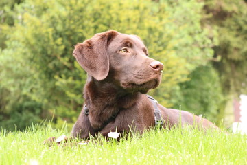 Labrador