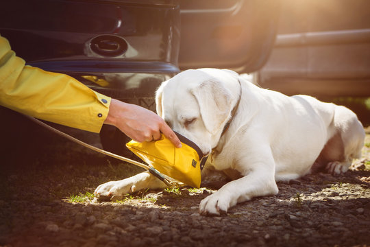Junger labrador retriever hund welpe trinkt etwas wasser aus einem napf auf einem parkplatz 