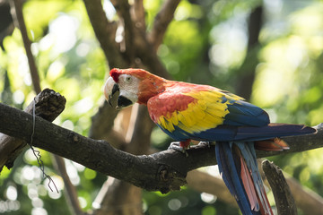 Wild animals from all over the world, zoos and preservation.