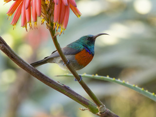 Orange-breasted sunbird on a bright Aloe plant.  These bird are residents of this mountain area.