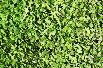 Fototapeta na wymiar Green grass background texture.