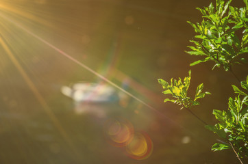 the sunny glare and trees