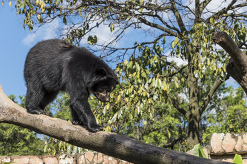 Wild animals from all over the world, zoos and preservation.