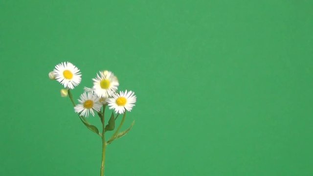 Margherite bianche che ondeggiano e si muovono con il vento su sfondo verde chroma key