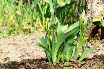 Blue crocuses blooming, view from ground level