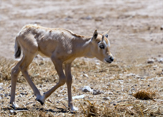 Baby of antelope Arabian white oryx (Oryx dammah) inhabits the Israeli nature reserve, this species is in danger of extinction in its native environment of Sahara desert