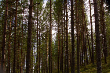 La Forêt sauvage de Lycksele