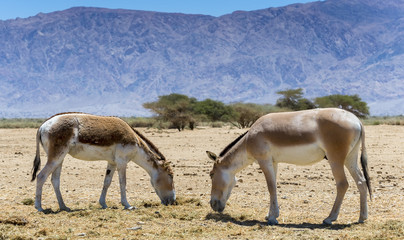 Asian wild donkey Onager (Equus hemionus) and antelope screw-horn  Addax (Addax nasomaculatus) both inhabit the nature reserve park near Eilat, Israel