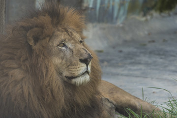 Wild animals from all over the world, zoos and preservation.