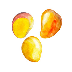 The mango isolated on white background, watercolor illustration fruit set in hand drawn style.