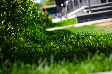 sunny flowers of apple