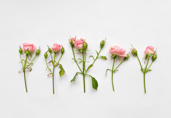 Decorative pattern with pink roses, leaves and buds on white background. Flat lay, top view