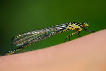 Dragonfly close up view