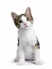 Sitting kitten with harnas