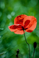 Fototapeta premium Field of poppies