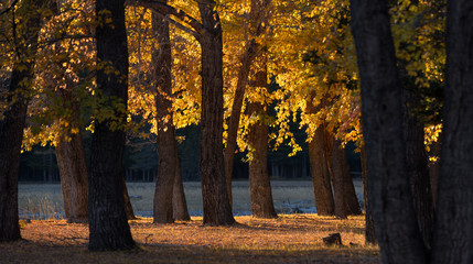 Forest Mountains Autumn Landscape. Sunny Edge Between A Poplar Grove With Golden Foliage In The Rays Of A Warm Autumn Setting Sun.Small Group Of Autumn Trees On The Mountain River Bank, Lit By The Sun