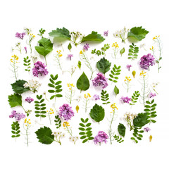 Various field plants and lilac flowers lined with a rectangle on a white background..