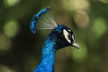 Wild animals from all over the world, zoos and preservation.