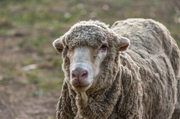Sheep grazing on rural South Australian farmland pasture